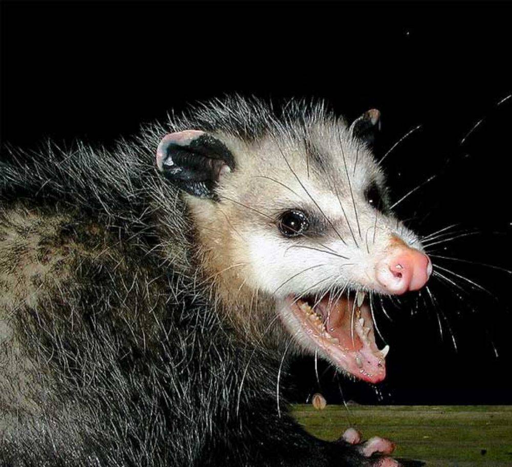 Elite Wildlife Specializes in Humane Trapping of Opossums.
